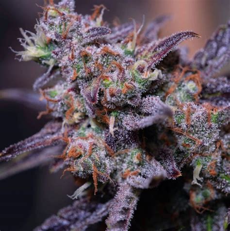 Blue Monster Feminized Seeds | The Seed Fair