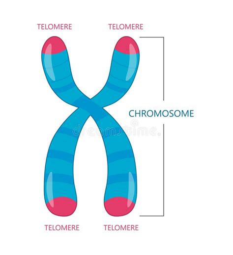 Telomere is the End of a Chromosome Stock Vector - Illustration of ...