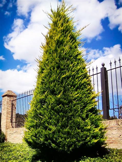 Buy Cypress Trees Online | The Tree Center