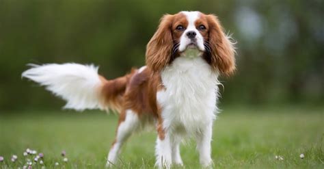 Cavalier King Charles Spaniel Progression: Growth Chart, Milestones ...