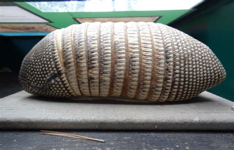 H-Town-West Photo Blog: Texas Armadillos - One live, One roadkill, One ...