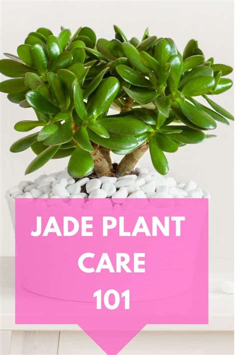 Jade Plant Care Best Tips 101