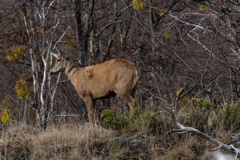 Creating a Huemul Rescue Center in Cerro Castillo National Park ...