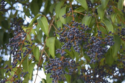 Ligustrum japonicum - Wax Leafed Privet - Ouriques Farm