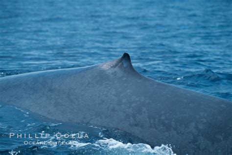 Blue Whale Photo, Stock Photograph of a Blue Whale, Balaenoptera musculus, #03344, Phillip Colla ...