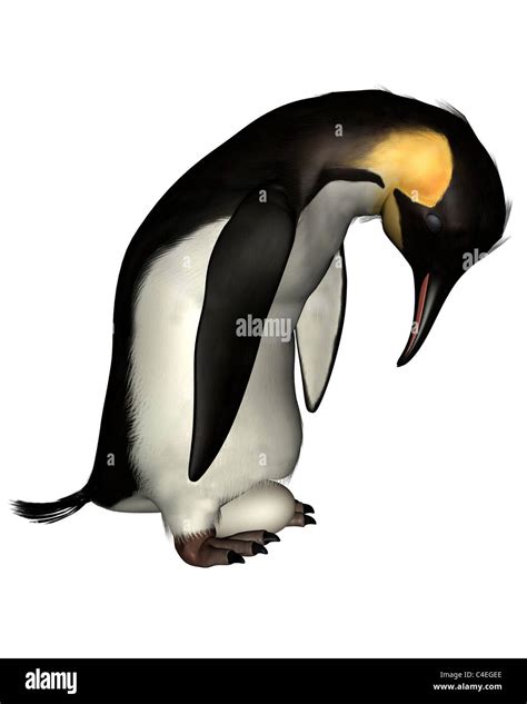 Emperor penguin egg hi-res stock photography and images - Alamy