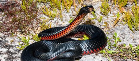 The Red-bellied Black Snake | Critter Science