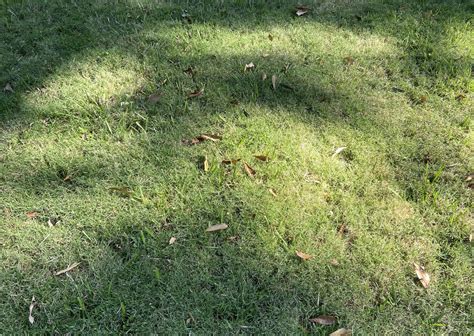 What Does Bermuda Grass Look like? Bermuda Grass Identification