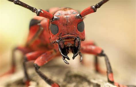 Wallpaper eyes, macro, insect, head, mouth, antennae, ant, Hymenopteran ...