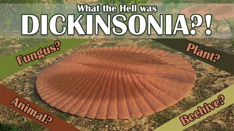 What the Hell was Dickinsonia?! - YouTube