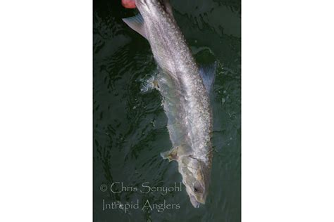 Seattle Fishing Guides - Dolly Varden/Bull Trout Fishing Charters