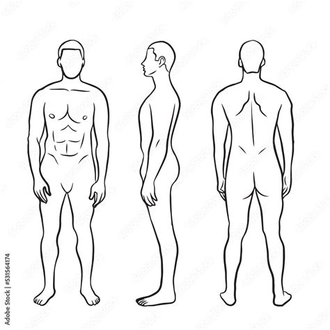 Human body anatomy. Linear drawing of strong man from front, side and ...