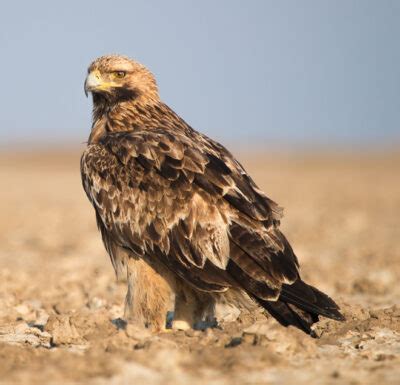 National bird of Romania - Golden eagle | Symbol Hunt