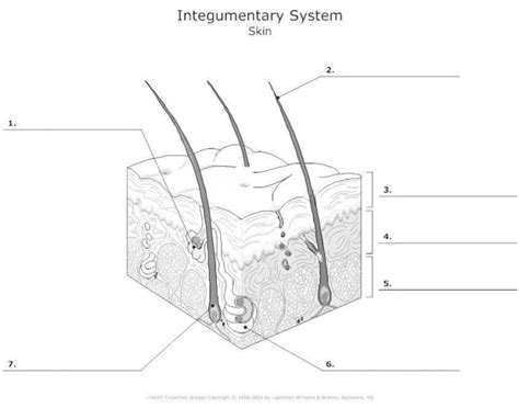 Label the Skin (Integumentary System) — Printable Worksheet