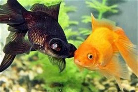 Fantail - Various - Fish For Sale