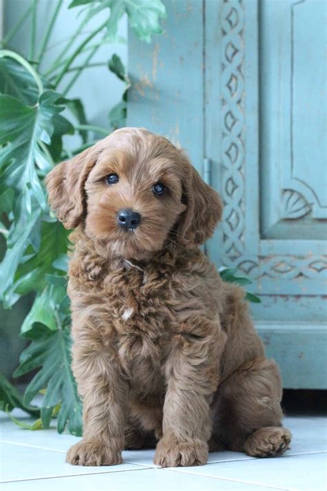 Pup info - Indah Labradoodles