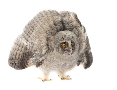 Baby Little Owl stock image. Image of furry, isolated - 18017963