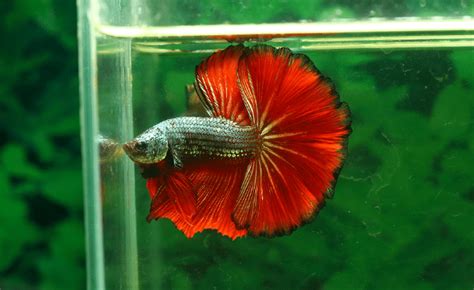 11 Compatible Betta Fish Tank Mates (Complete List)