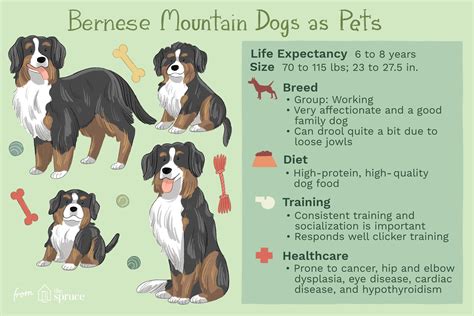 Bernese Mountain Dog (Berner): Breed Characteristics & Care