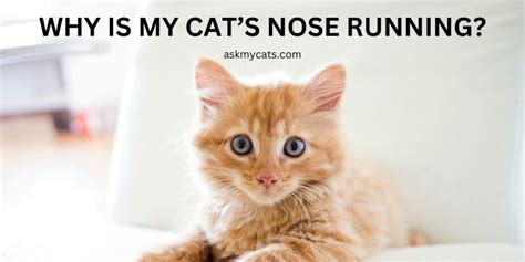 Runny Cat Nose: Causes, Symptoms, and Remedies