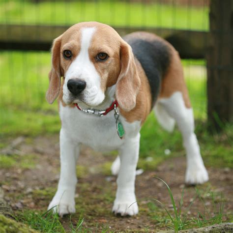 Male Beagle Names - Best Cute Names And Tips For Choosing