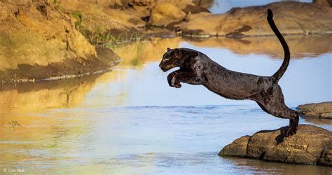 The incredible black leopard of Laikipia - Africa Geographic