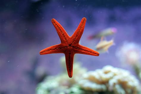 Starfish, Underwater, Ocean wallpaper and background