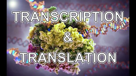 Transcription and Translation ANIMATION - MADE EASY - YouTube