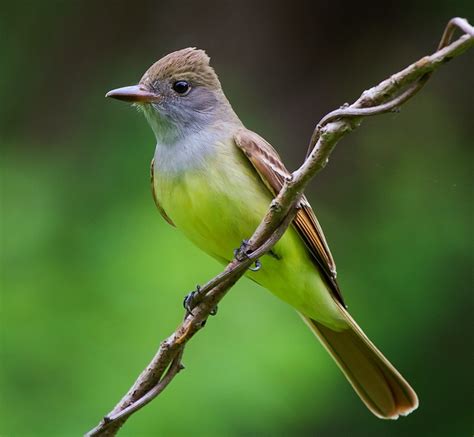 Birds of the World: Great crested flycatcher