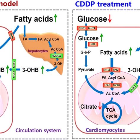 The key metabolism and energy substrates involved in ISO induction and ...