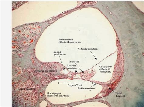 amandabiol3500: October 2013