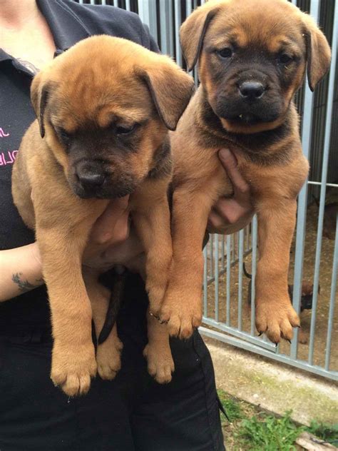 Bull Mastiff Rottweiler Mix Puppies For Sale | PETSIDI