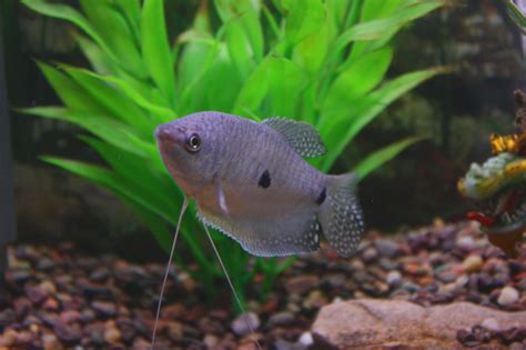 2" Blue (Three-Spot) Gourami. $59.99 One-day Shipping | Tropical fish aquarium, Aquarium fish ...