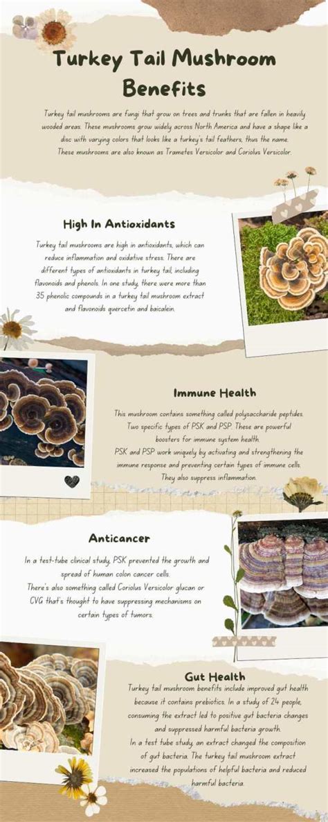 Turkey Tail Mushroom Benefits - The Top Supplements