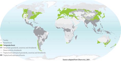 Deciduous Forest World Map