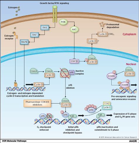 [PDF] Molecular Pathways: Targeting the Cyclin D–CDK4/6 Axis for Cancer ...