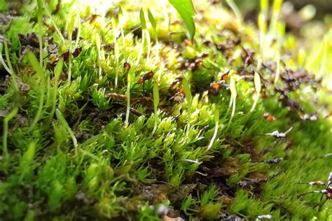 World's Oldest Moss May Not Survive Humans