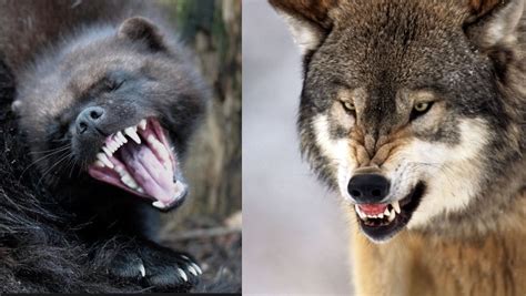 White Wolf : Tense Moment A Wolverine And Wolves Are Spotted In Epic Stand-off