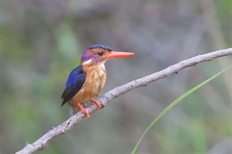 African Pygmy-kingfisher Ceyx pictus Ispidina picta - some photos and notes