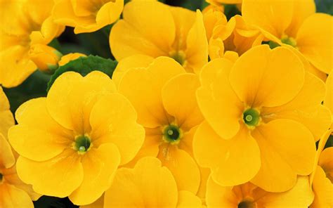 Yellow Flowers Wallpapers Hq