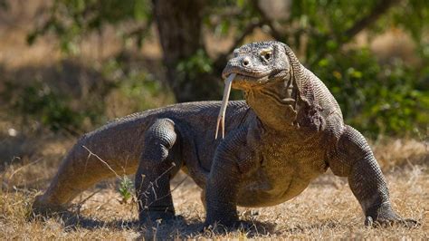 Komodo Island to close in 2020 | TransIndus