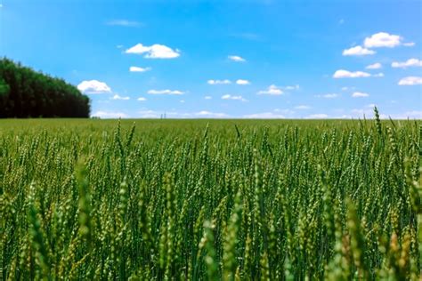 Green wheat field Stock Photo