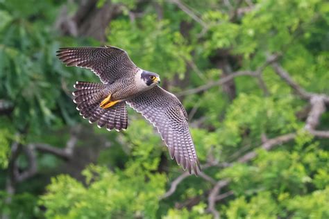 Soaring towards success: 2021 peregrine falcon conservation in Massachusetts | Mass.gov
