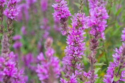 Purple Loosestrife (Lythrum Salicaria) - Good Plant Or Bad Weed?