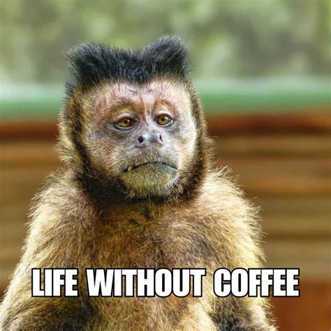 99 HILARIOUS Coffee Memes for Sharing