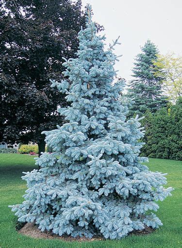 Dwarf Evergreen Trees Colorado - AQ Garden Plant