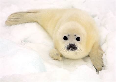 12,000+ Seal Pup Stock Photos, Pictures & Royalty-Free Images - iStock