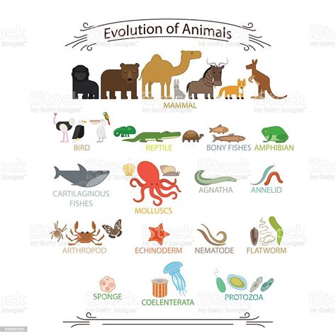 Biological Evolution Animals stock vector art 638092594 | iStock