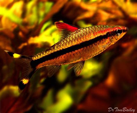 Denison's Barb a beautiful underwater torpedo. To see more click on ... http://www.AquariumFish ...