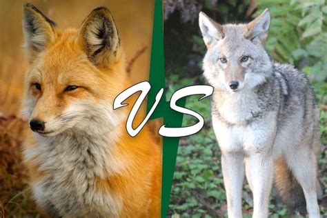 Gray Fox Vs Coyote: Understanding The Key Differences, 54% OFF